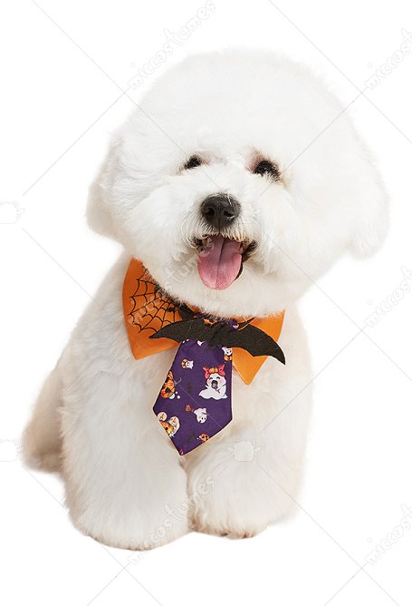 Costume d'Halloween pour Petits Chats et Chiens Col et Cravate avec Décoration de Chauve-souris Tridimensionnelle